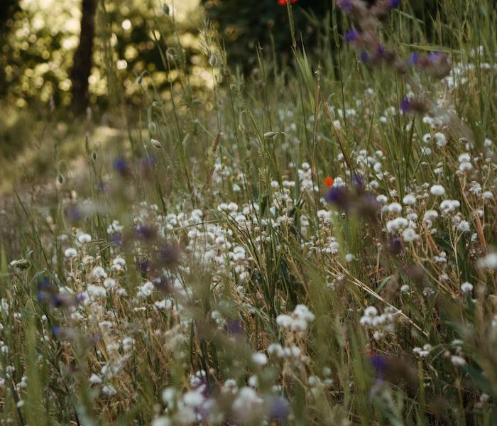 Prairie de fleurs sauvages